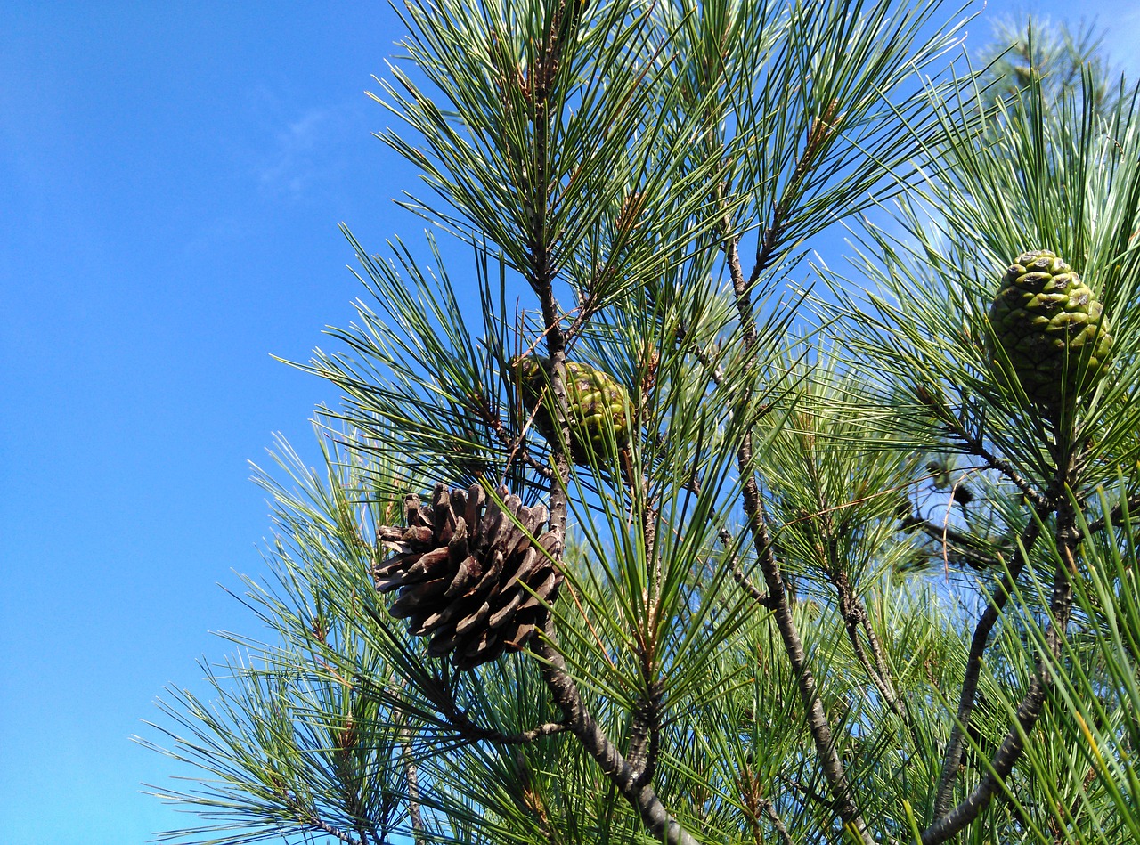 pine tree cocoon free photo