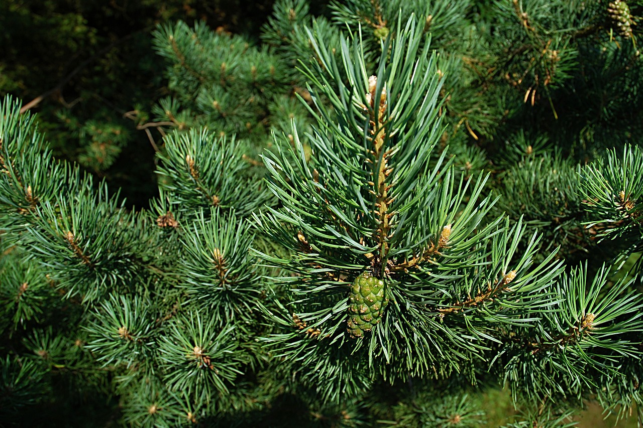 pine needles macro free photo