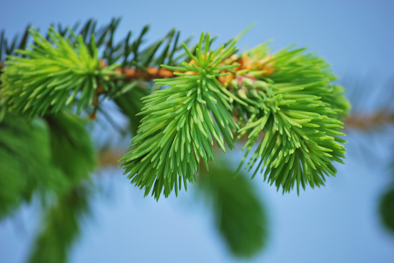 pine conifer needles free photo