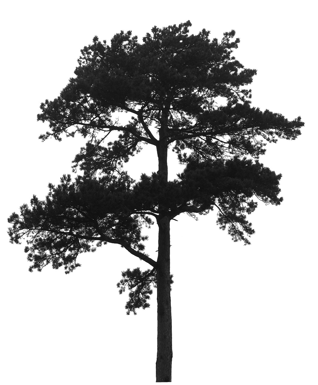 pine tree silhouette free photo