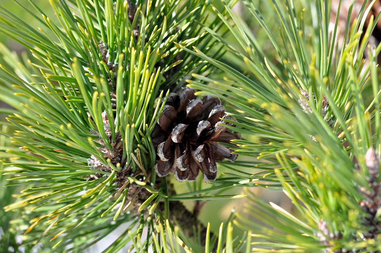 pine tree pine cone free photo