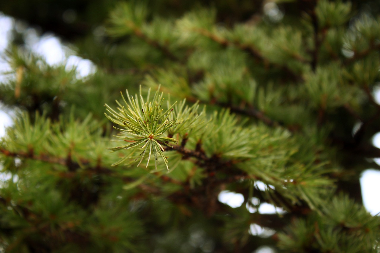 pine pine branch pine needles free photo