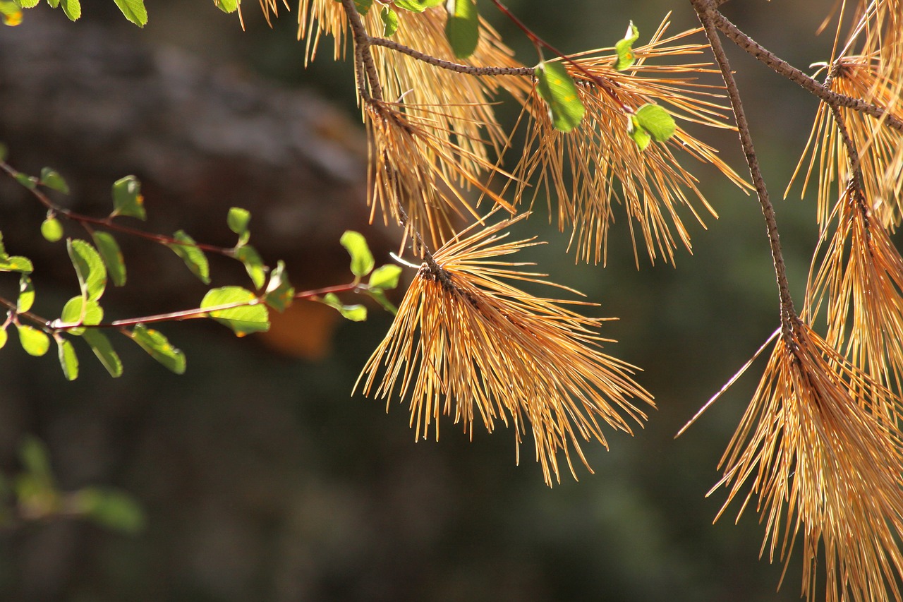 pine tree autumn free photo