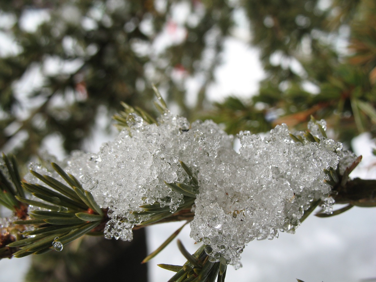 pine snow macro free photo