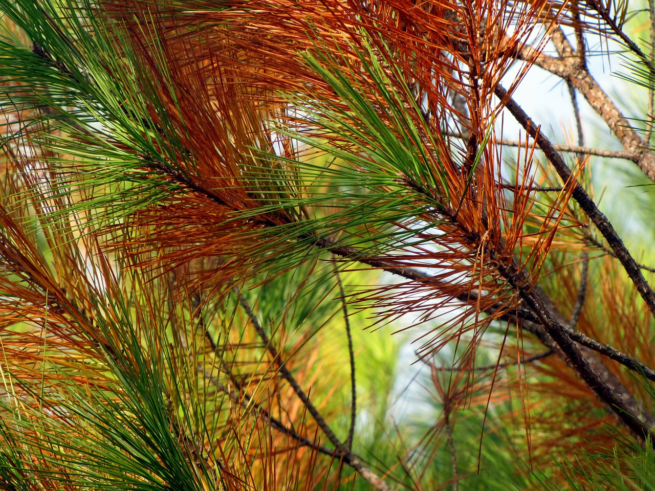 pine tree pine needles free photo