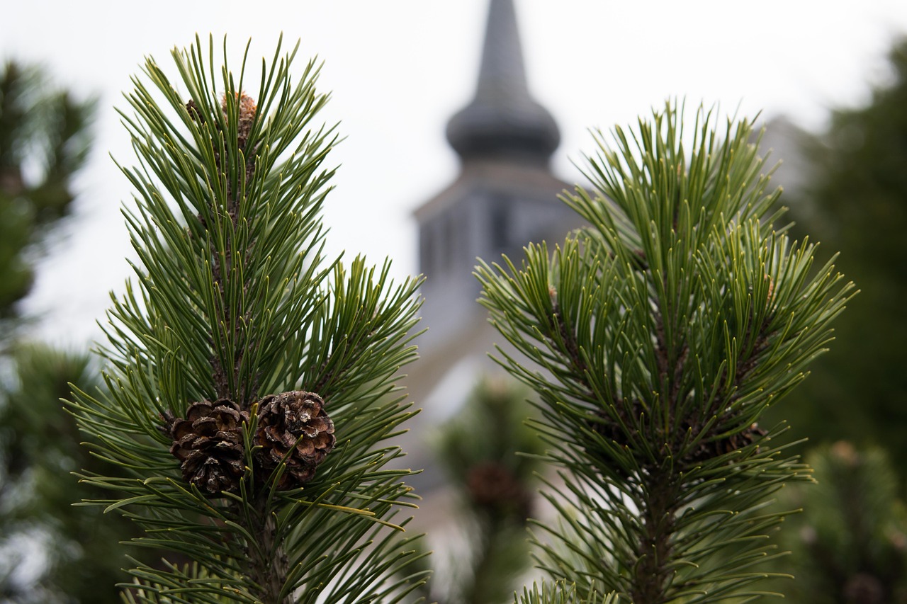 pine pine cones church free photo