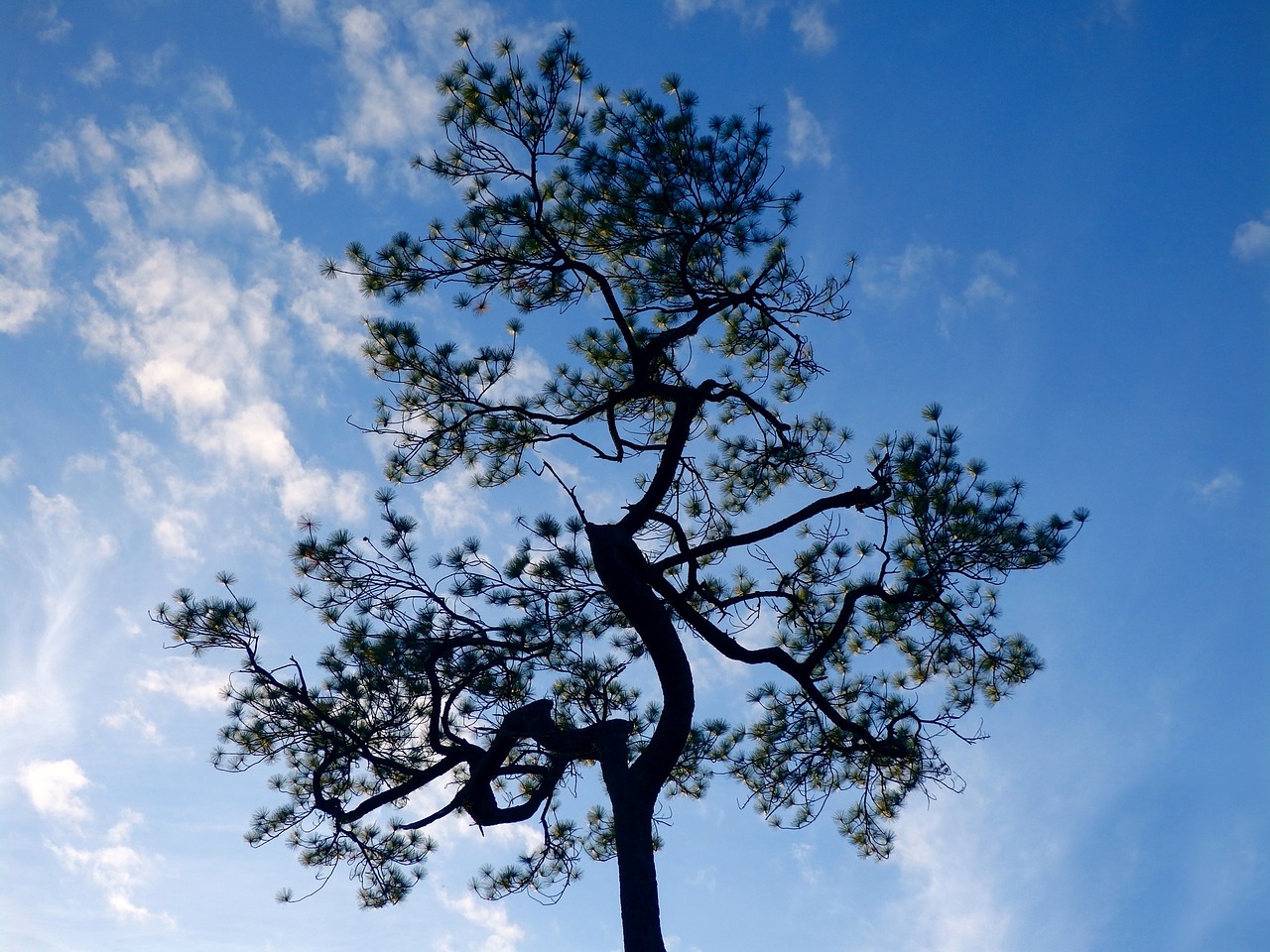 pine tree blue free photo