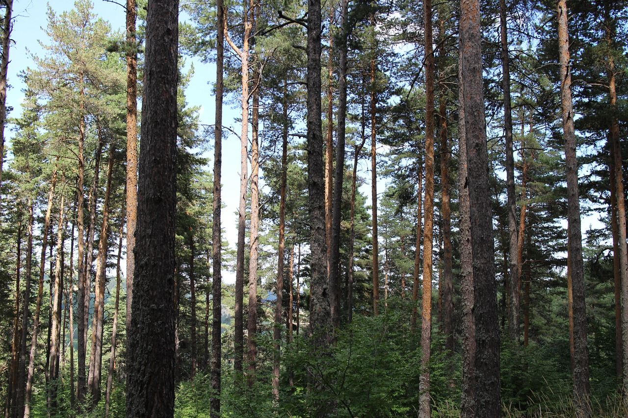 pine trees koyunkır village free photo