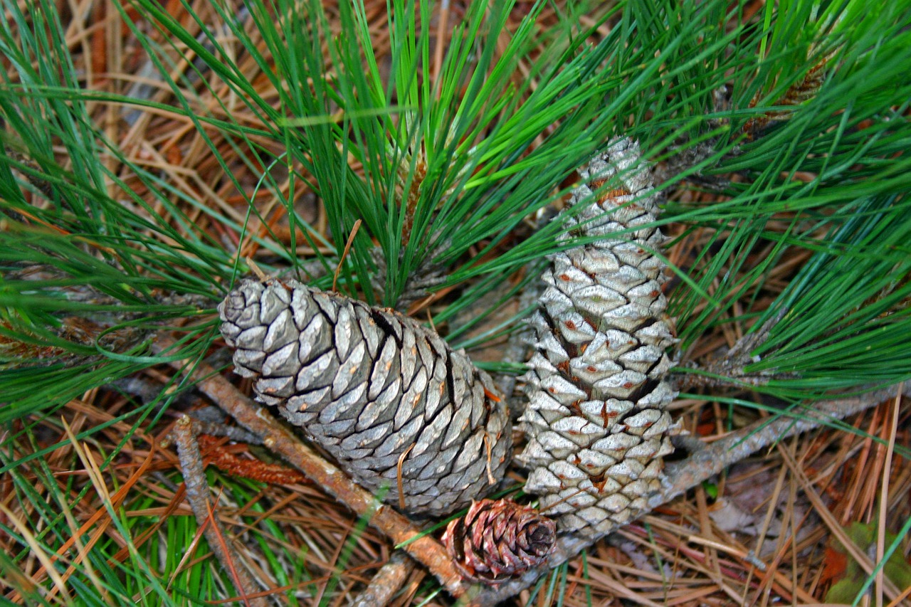 pine cone pine cones free photo