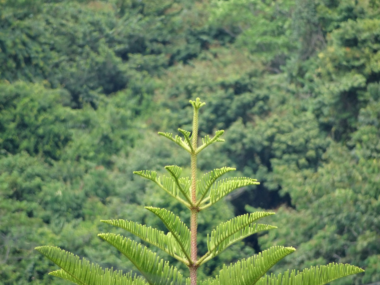 pine jungle vegetation free photo