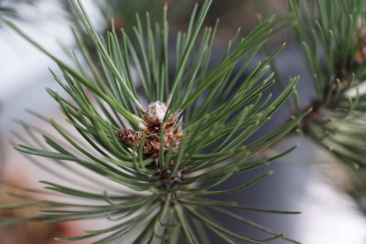 pine tree macro free photo