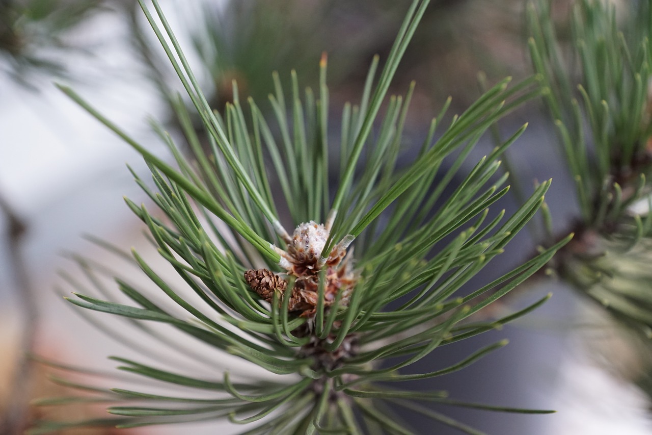 pine macro tree free photo