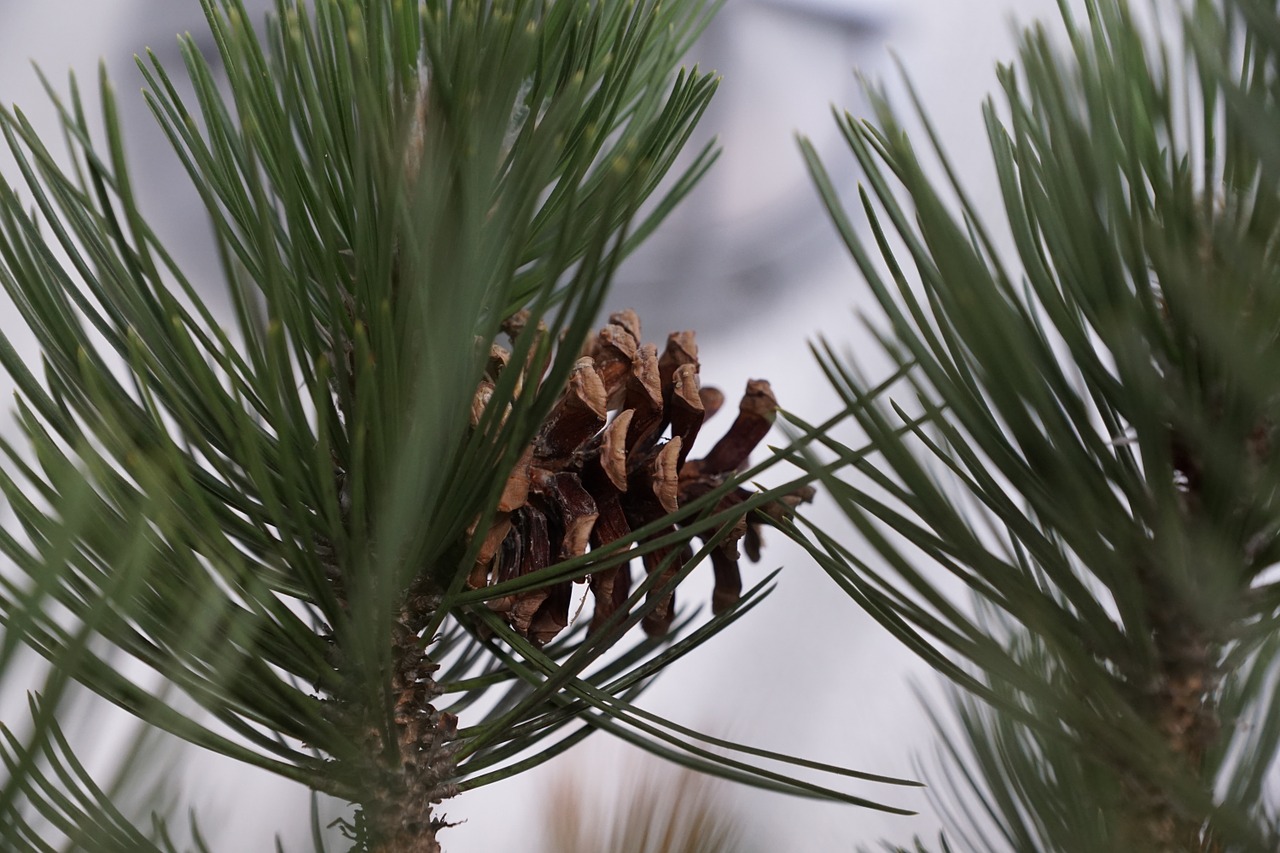 pine tree macro free photo