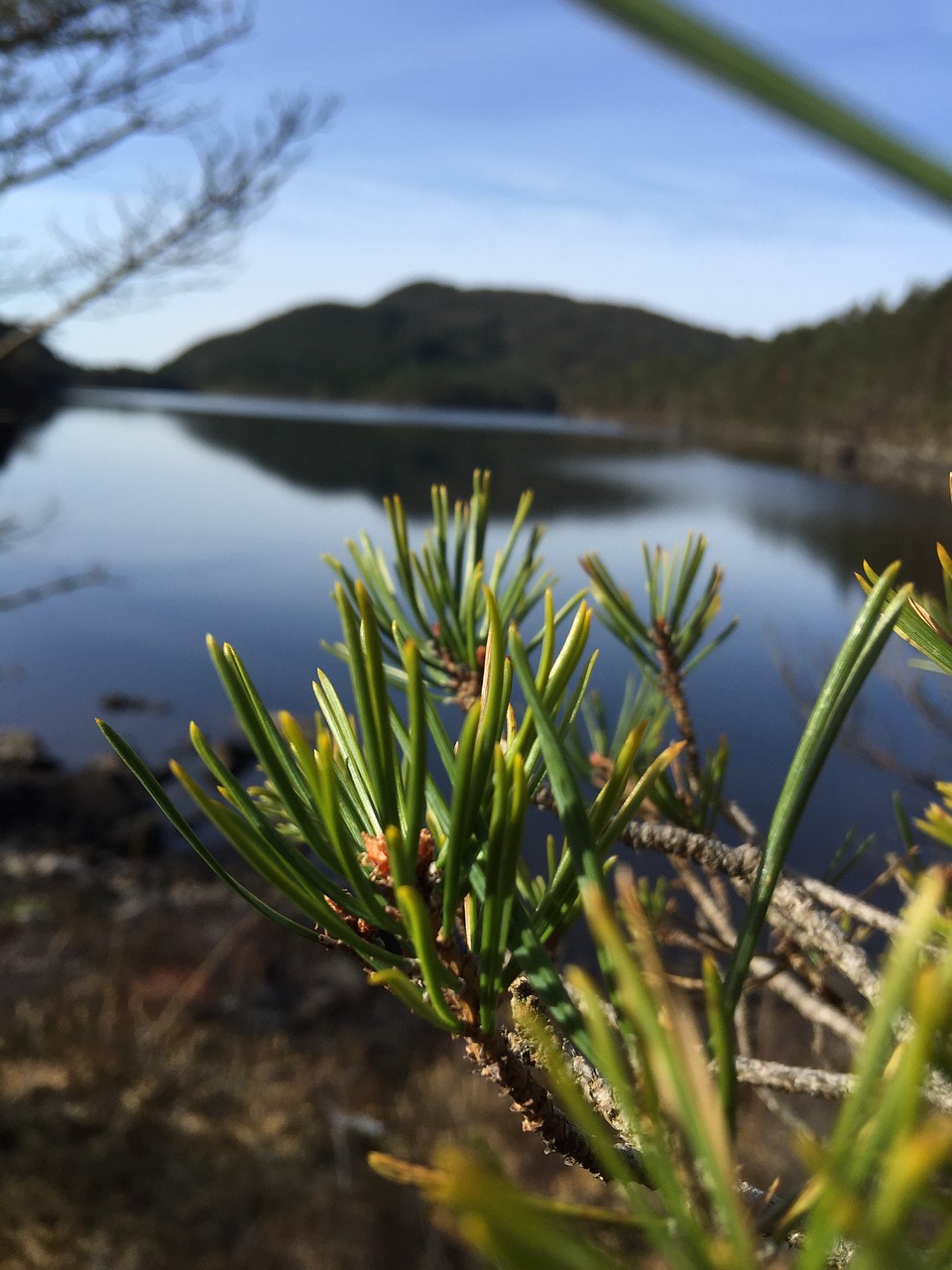 pine forest tree free photo