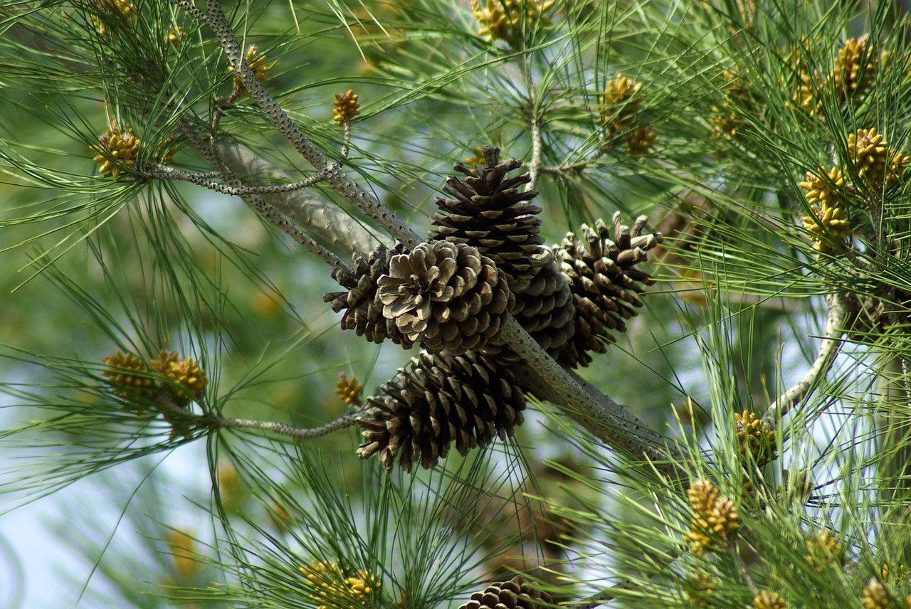 pine pine apple trees free photo