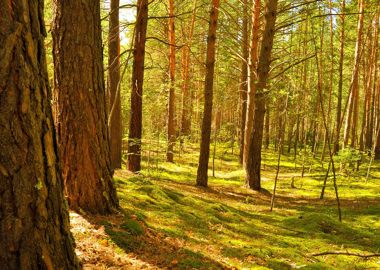 pine tree organic free photo