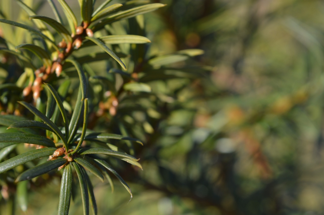 pine tree green free photo