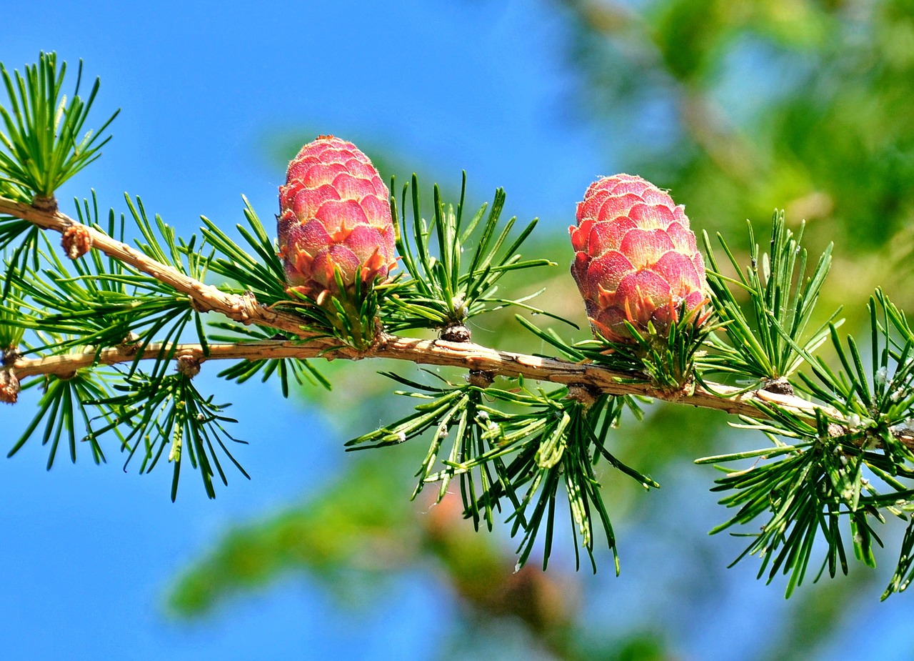pine cone crop free photo