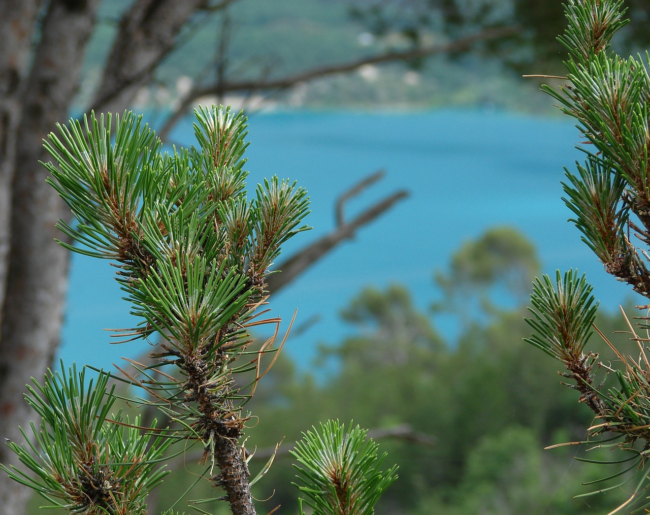 pine provence lake free photo