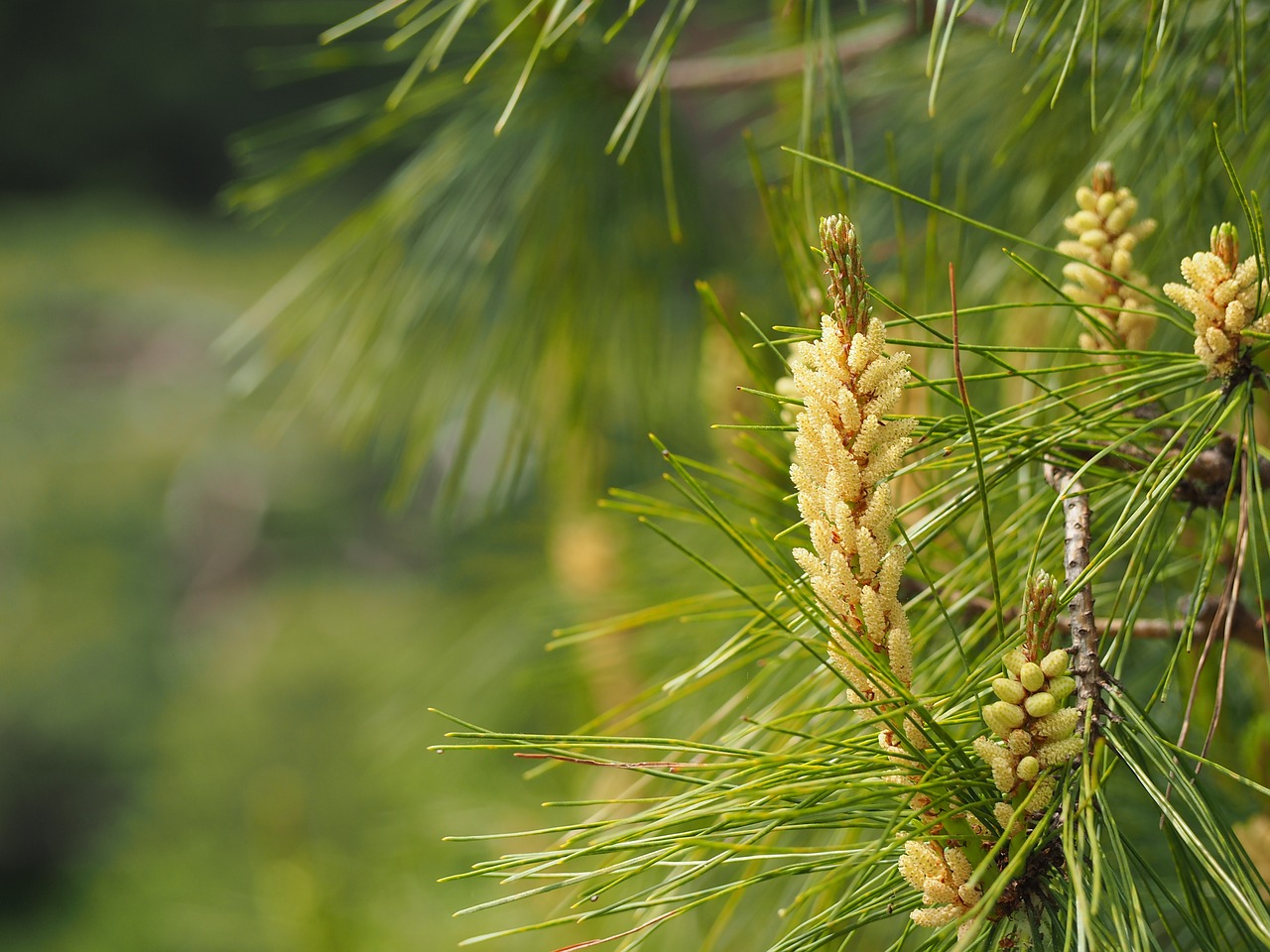 pine pine flower japan free photo