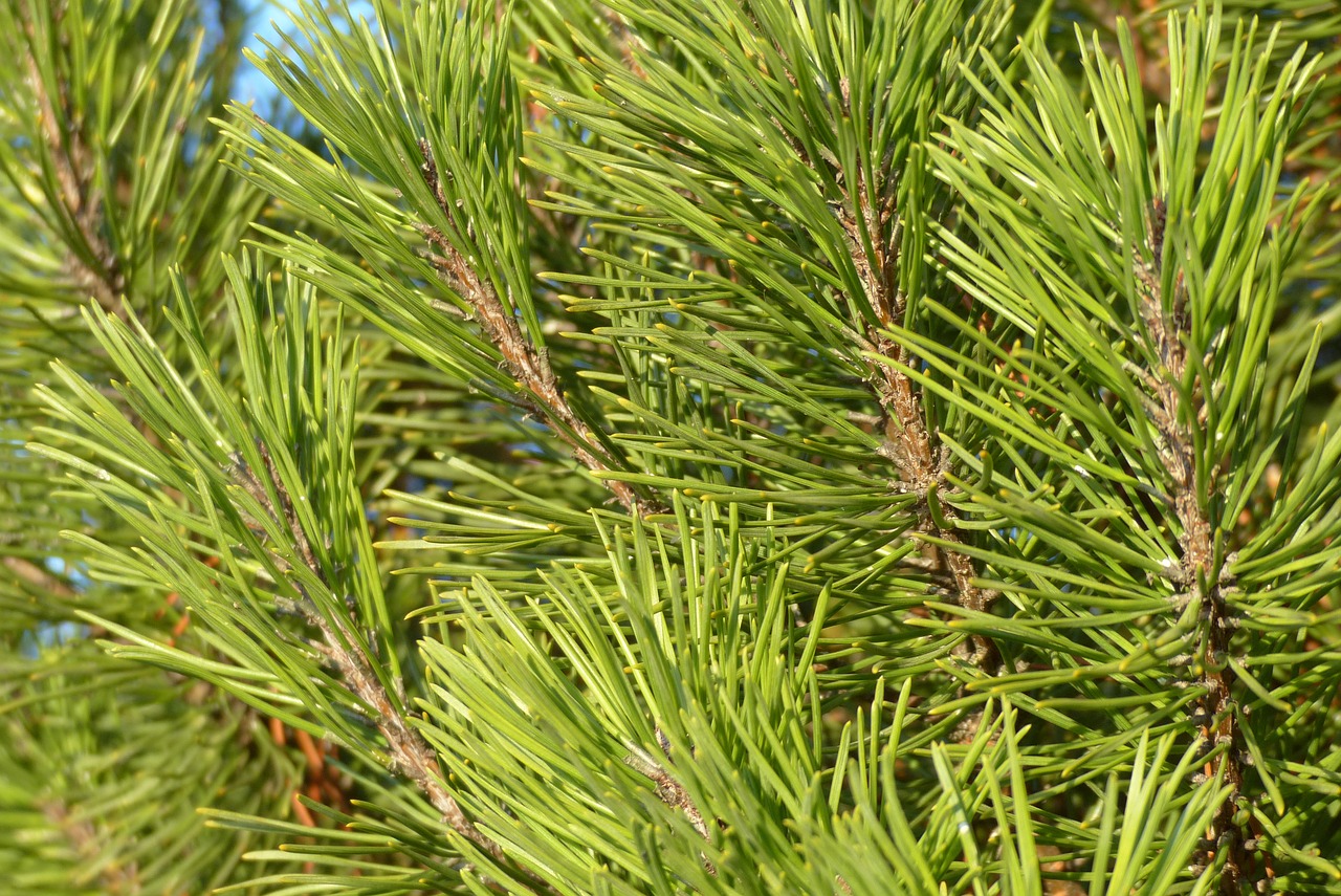 pine dwarf pine needles free photo