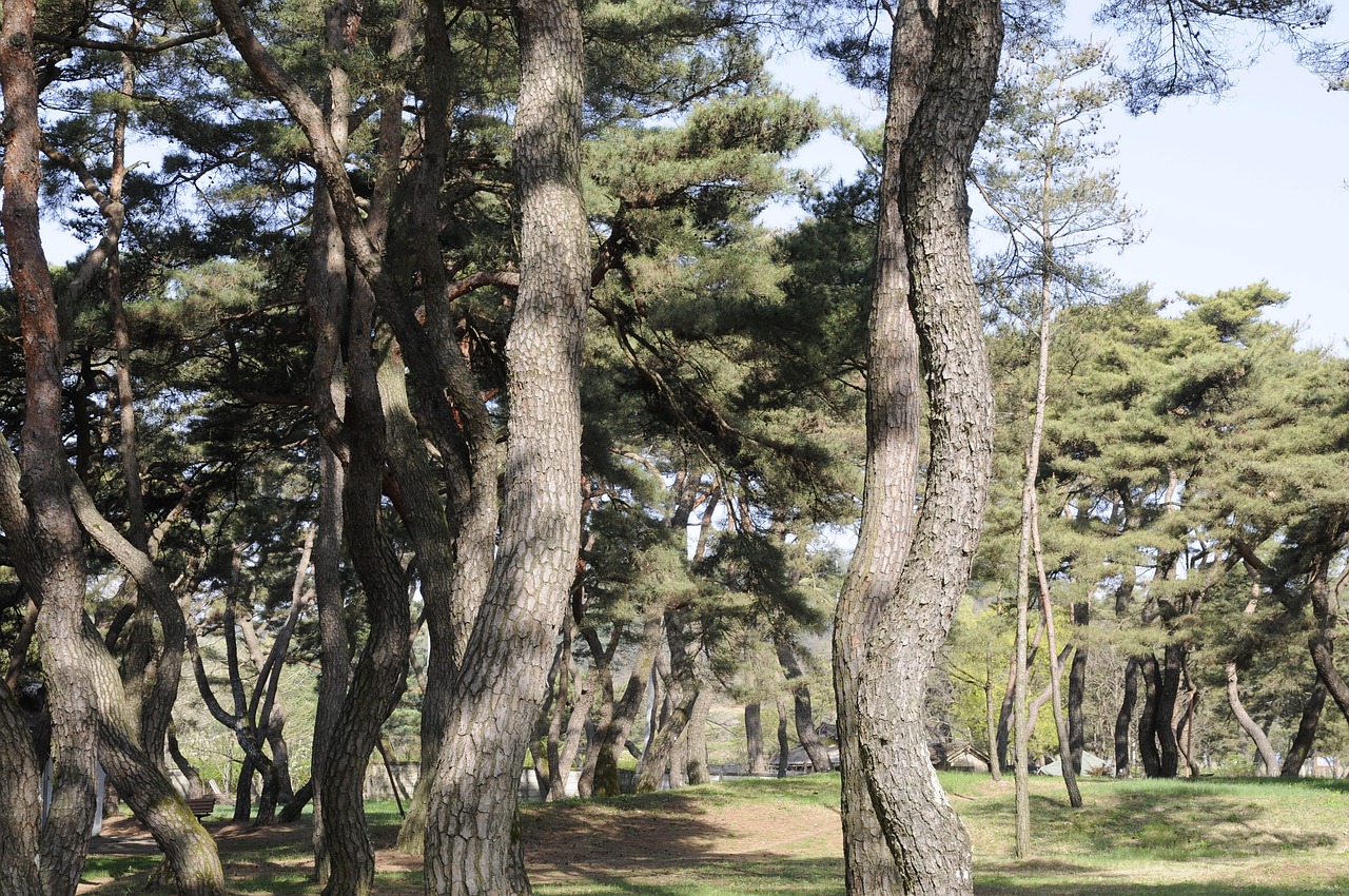 pine forest nature free photo