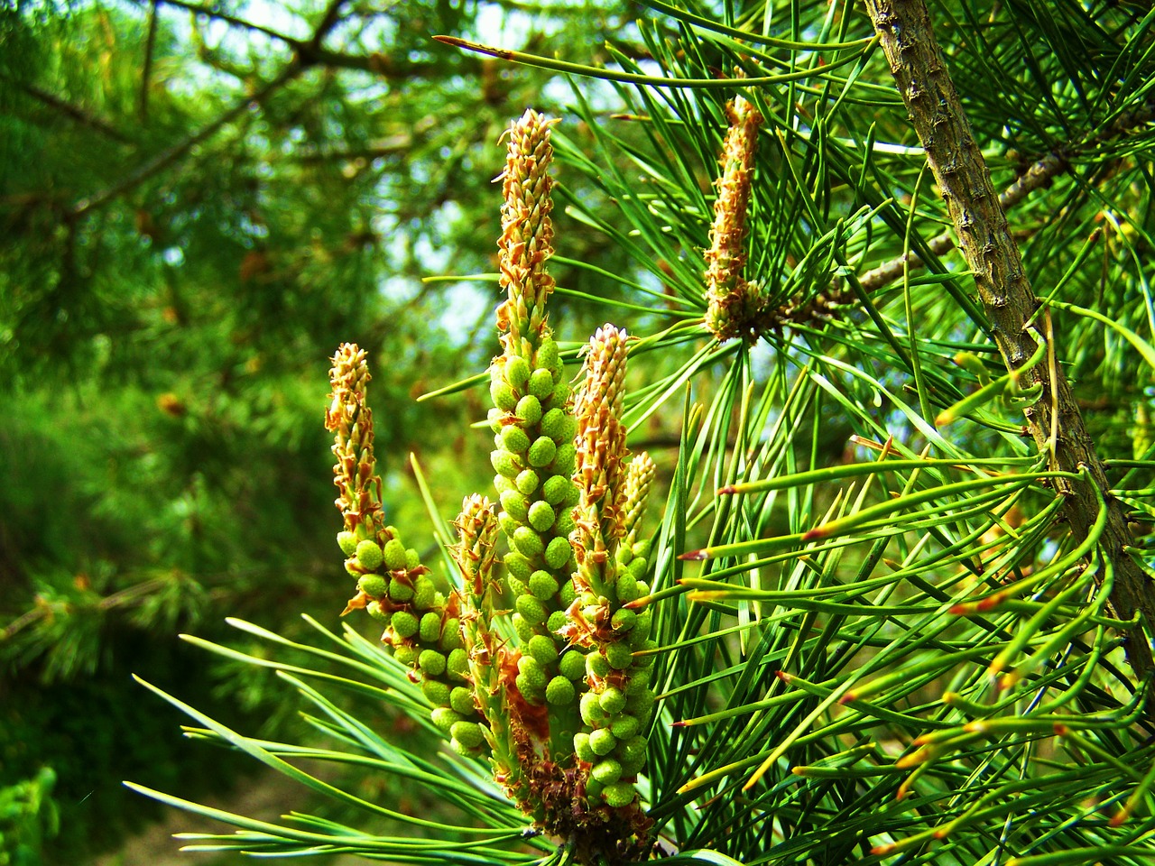 pine new drive spring free photo