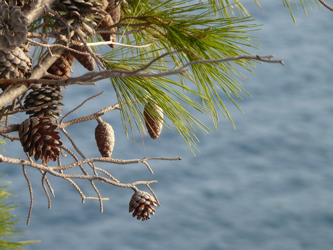 pine cone sicily free photo