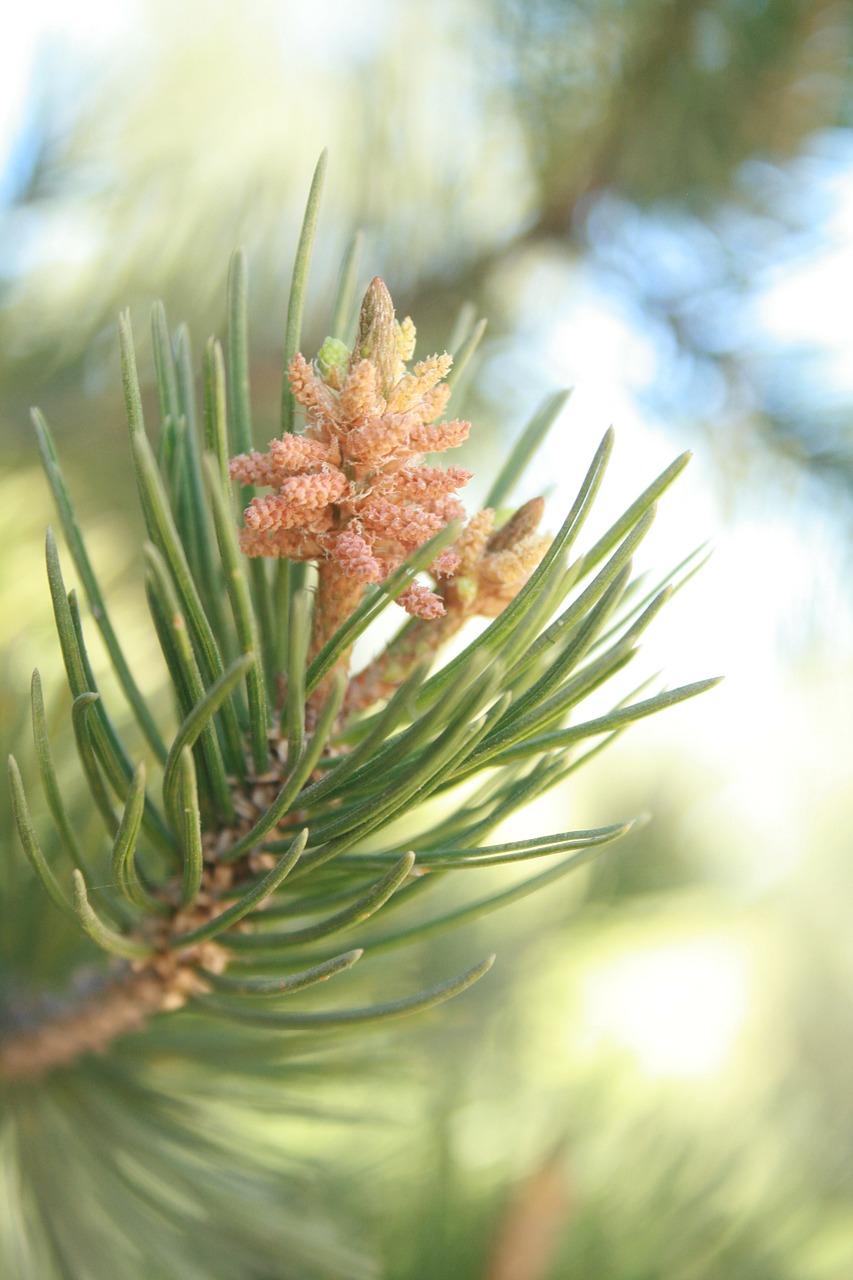 pine cembriodes strobilus free photo