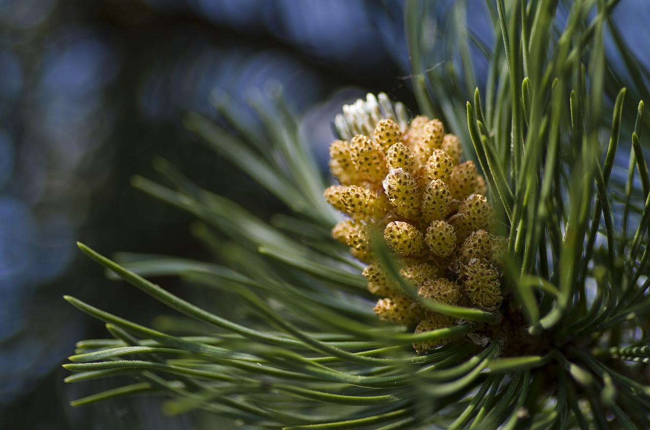 pine conifer blossom free photo