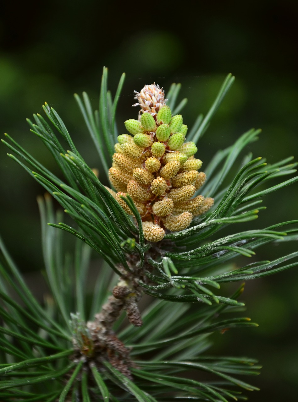pine mountain pine pinus mugo free photo