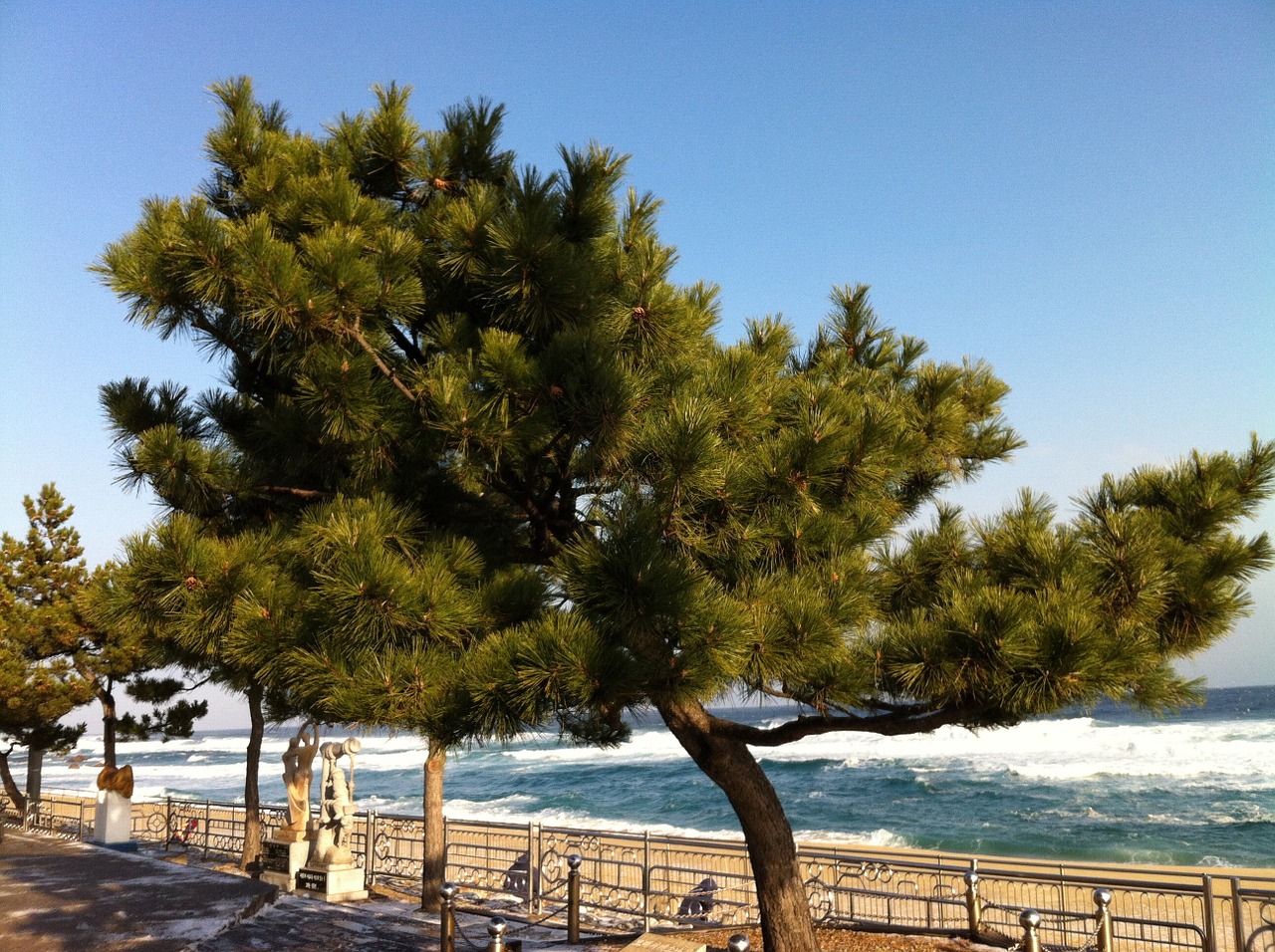 pine wood sea free photo