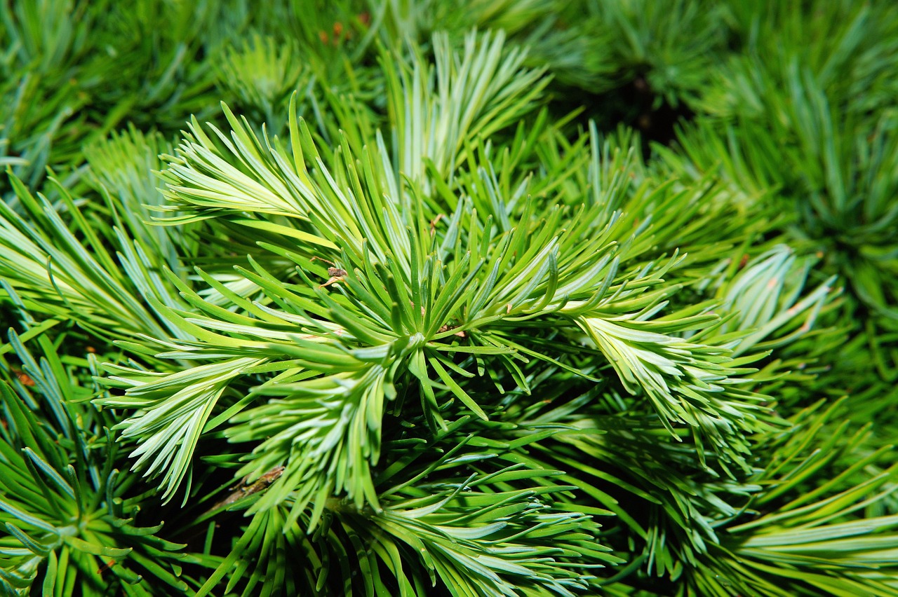 pine needles tree free photo