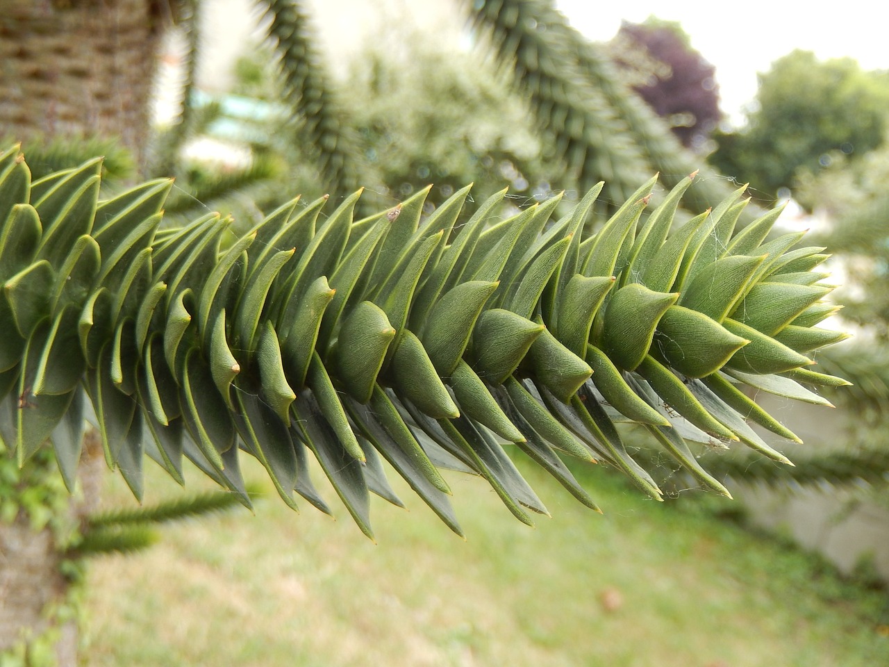 pine branch wood free photo