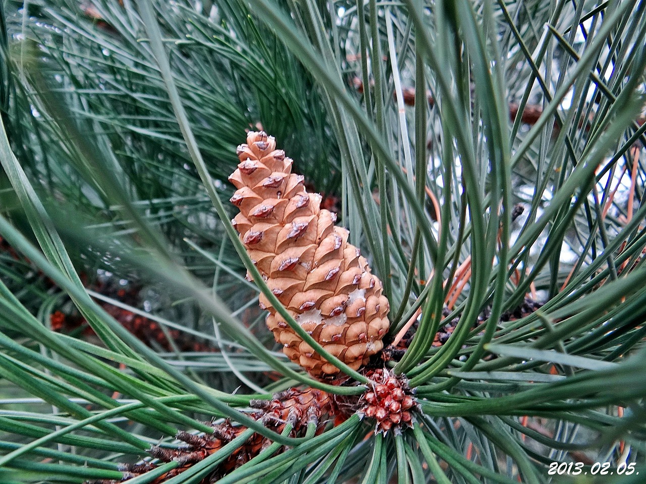 pine cone brown free photo