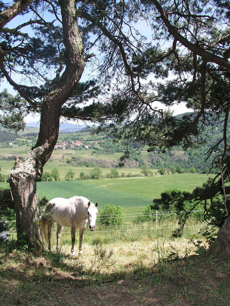 pine horse loire free photo