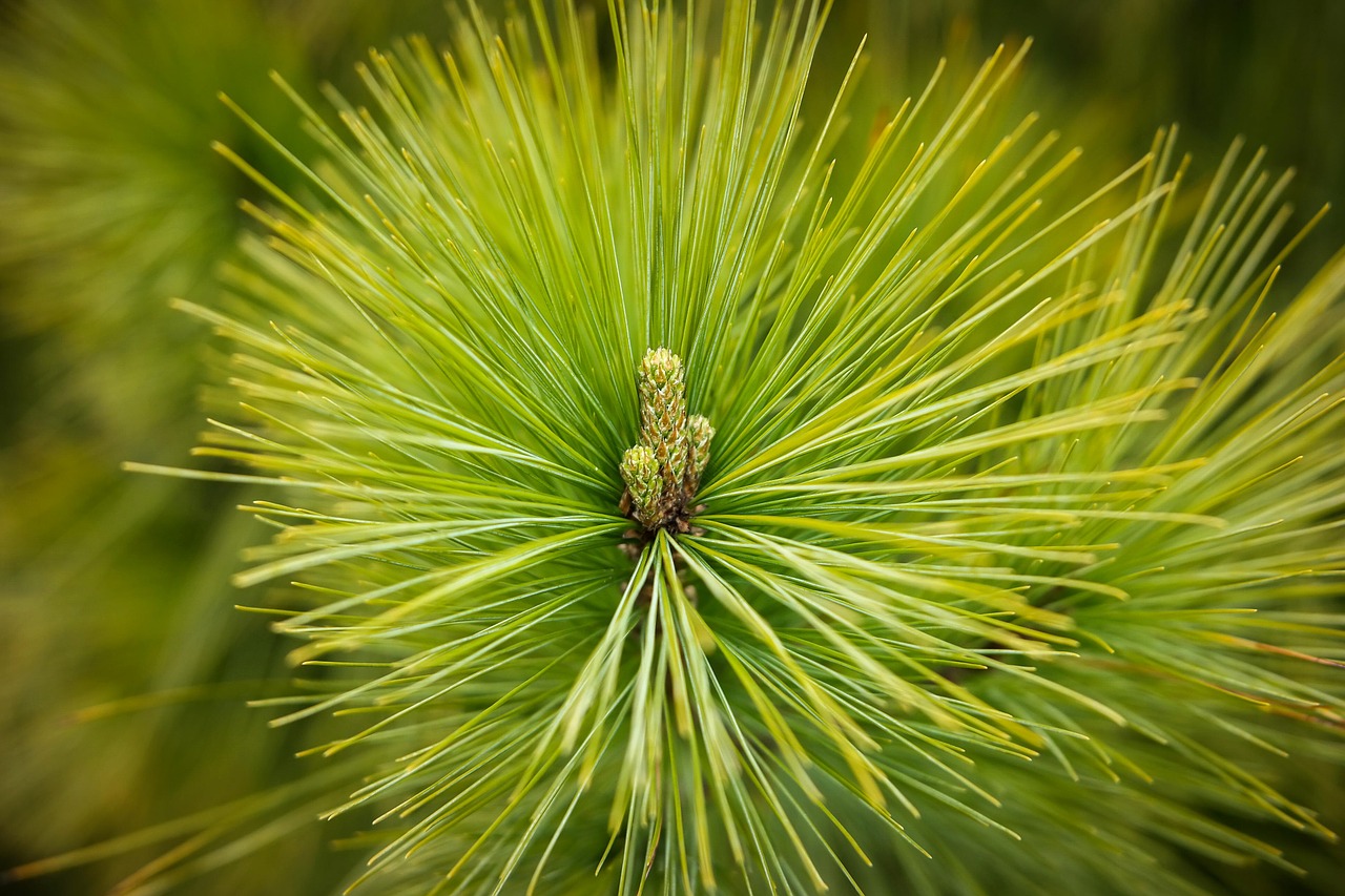 pine needles forest free photo