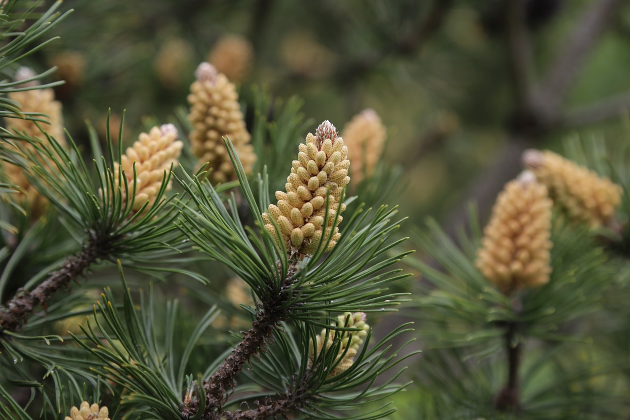pine blossom bloom free photo