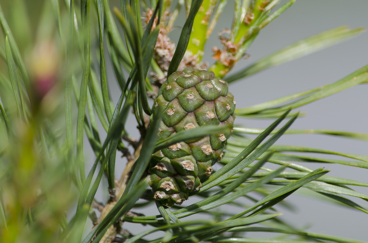 pine cone pine cone free photo