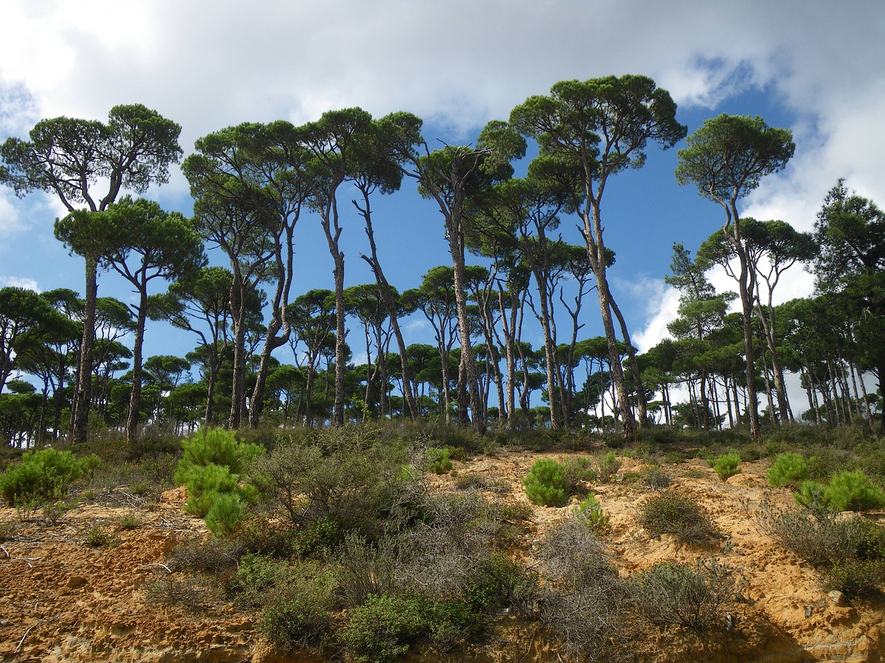 pine crown mediterranean free photo