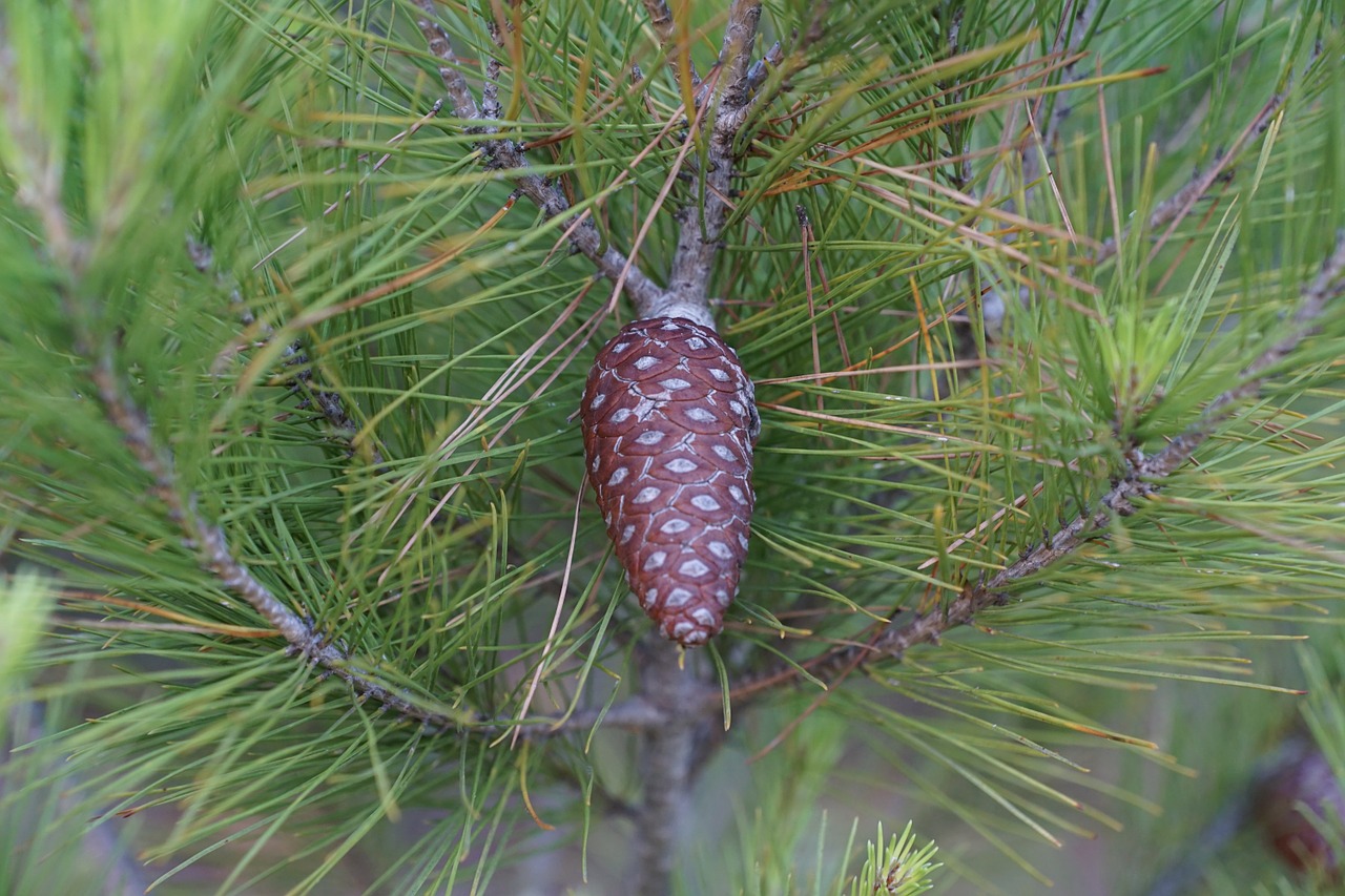 pine tree tap free photo