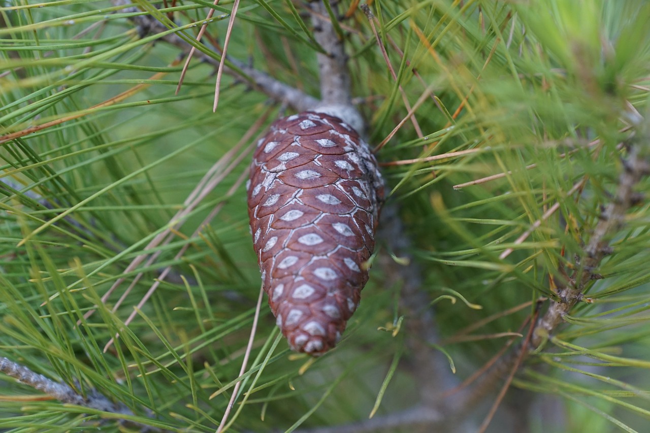 pine tree tap free photo