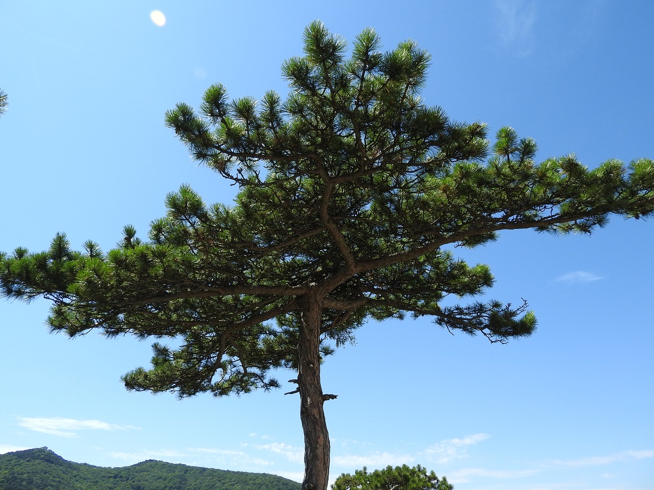 pine conifer tree free photo