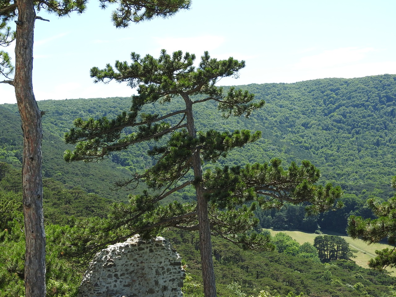 pine pine forest tree free photo