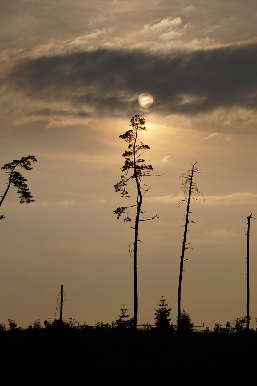 pine dead trees free photo