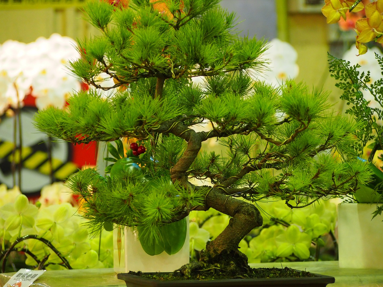 pine potted plants taipei free photo