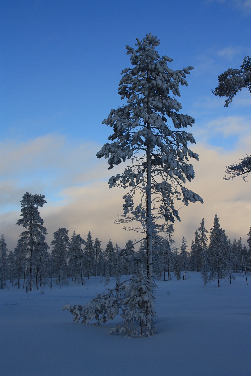 pine forest winter free photo