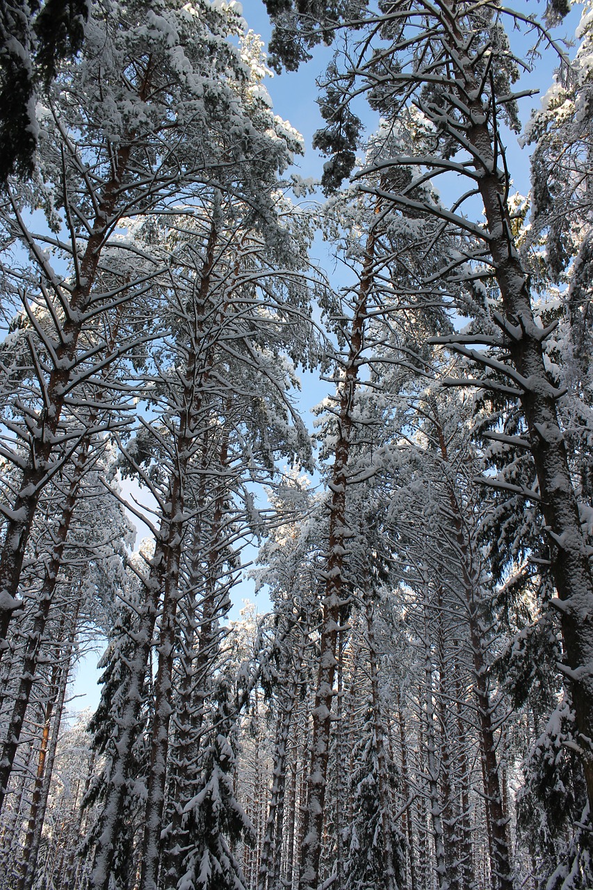 pine winter winter forest free photo