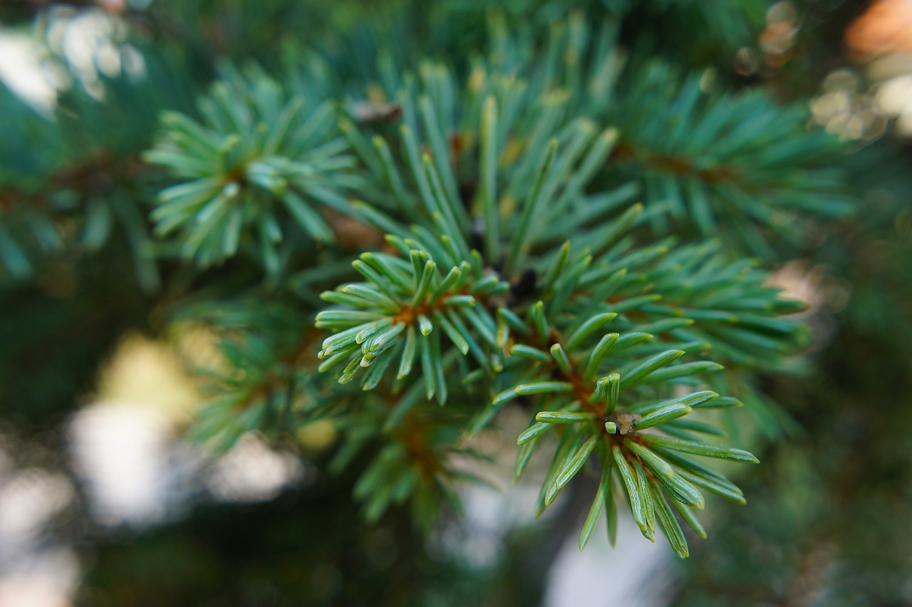 pine conifer green free photo