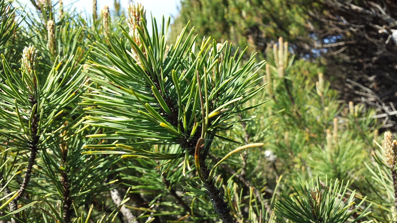 pine tree nature free photo